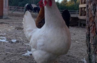 Zacisze Jurajskie - Foto 46