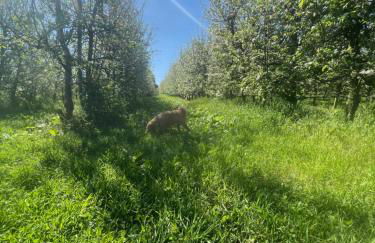 Quinta Pura Natura - Foto 49