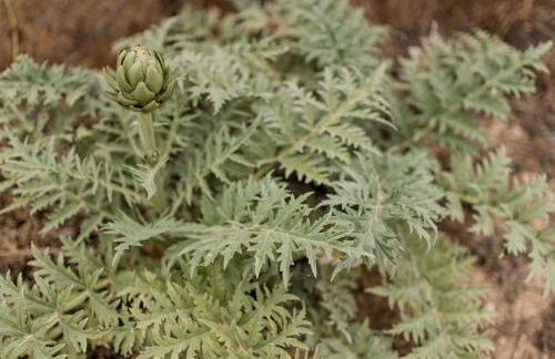 Minas Farm Cottage - Photo 8