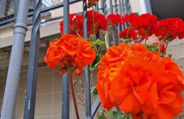 Camelia's Unterkunft - Foto 1