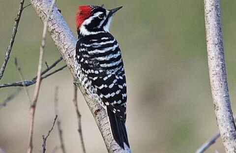 Bearly Connected, a brand new cabin in the woods - Foto 39