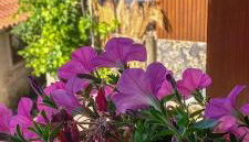 Pura Vida Matos House - Photo 3, Garden