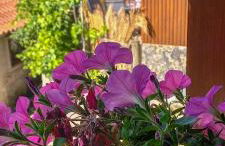 Pura Vida Matos House - Photo 3