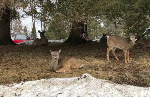 Moose Riverside Bungalow 3BR Home Old Forge NY - Foto 23