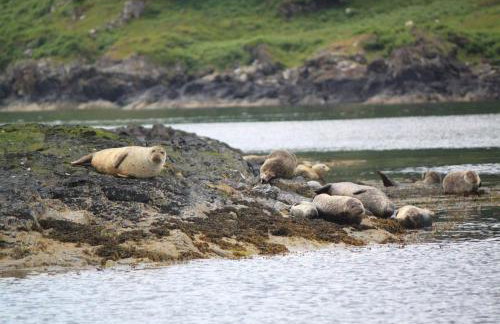 Tawny Owl Pod with Hot Tub - Foto 69