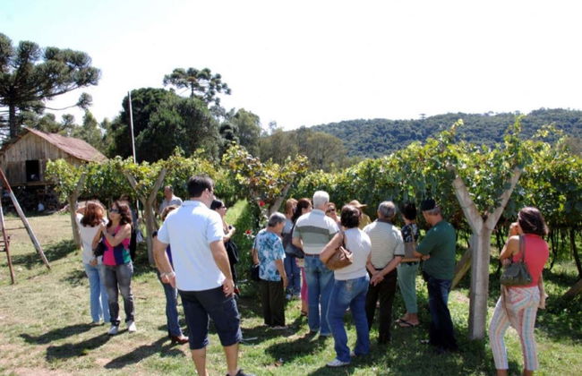 Tren Maria Fumaça + Visita a la Vinícola Aurora - Foto 6