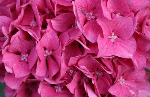 Maison Parc - Foto 15