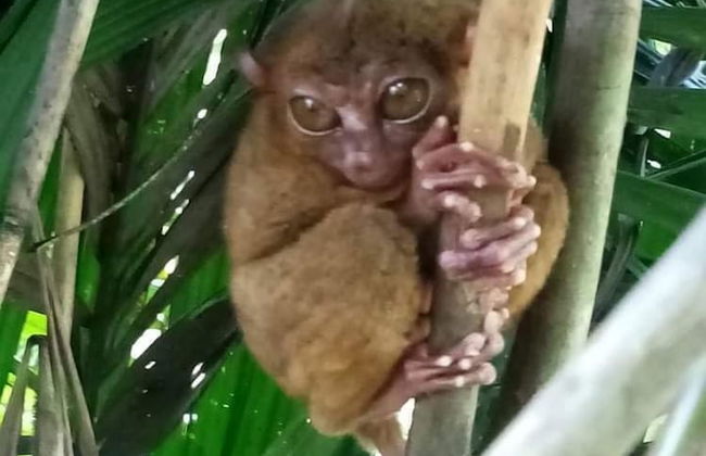 Sobral Rice Terraces View - Foto 34