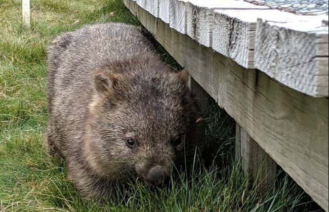 Canberra Wildlife Watching Tour - Photo 7