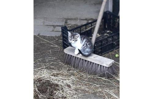 at Gallus - Wetterstein - Foto 22