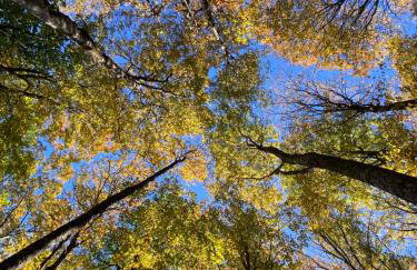 Cabin on the hill Ascutney - Foto 22