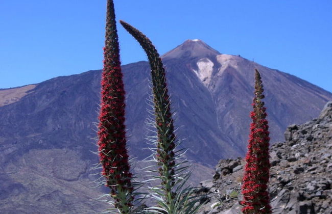 Holiday Home Finca - Foto 7