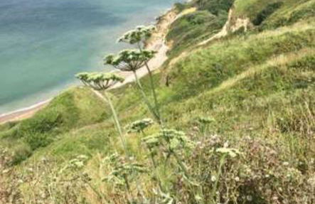 Les Escuries, dépendances du Château - Foto 34