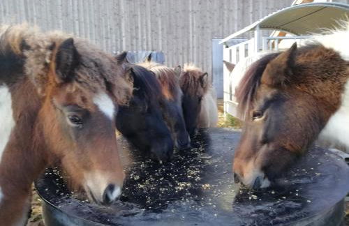 Ponyhof Adam Urlaub auf dem Bauernhof - Foto 44