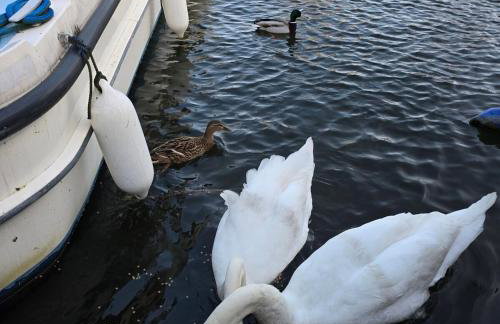 Flag House Norfolk Broads - Foto 32