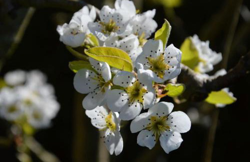 L'Orée des Prés - Gîte familial - 4 étoiles - 8 personnes - Foto 11