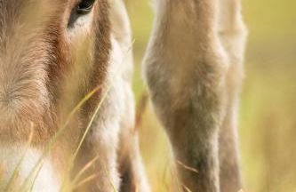 Agriturismo Plan de la Tour B&B - Photo 42