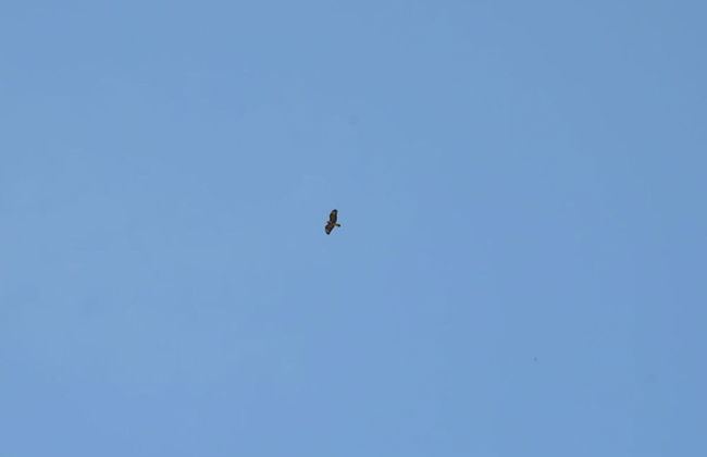 Apartment in Feldberger Seenlandschaft - Foto 8