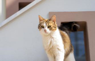 Ocean View Villa - Foto 39