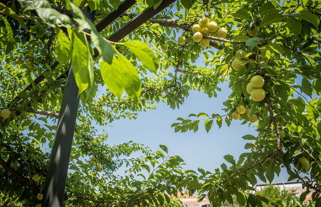 Agriturismo Salinola - Foto 19