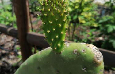 CAMPO DE SOBARBO - Guest House rural - Foto 80