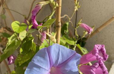 Nidu Accogliente in Balagna - Foto 41