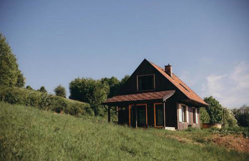 Mech i brzoza - Foto 26