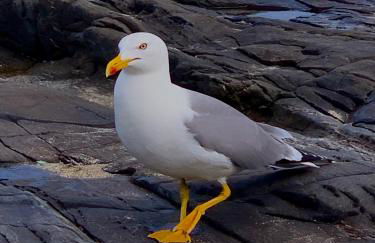 Villetta Esclusiva sulla Spiaggia della Pelosa - Foto 27