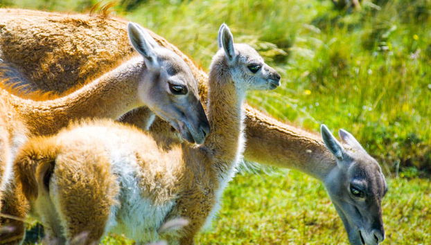 Guanacos
