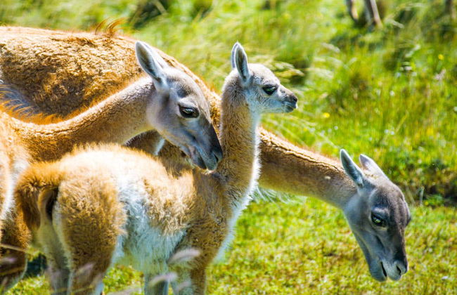 Excursão a Torres del Paine + Passeio de barco pelo lago Grey - Foto 3