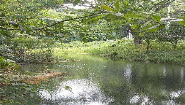 Promenade dans la forêt