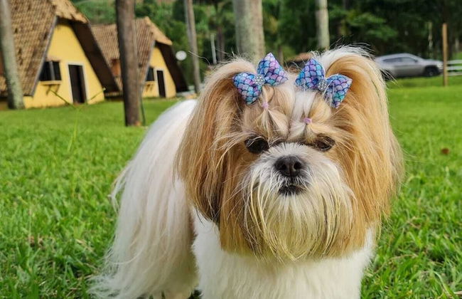 VILLA DAS PALMEIRAS Empório & Chalés - Foto 29