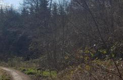 Waldquelle Vital Ferienwohnung - Foto 35