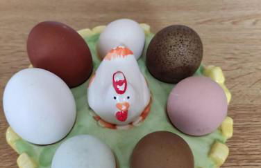 Casa vacanze il Pastore Tedesco - Foto 10