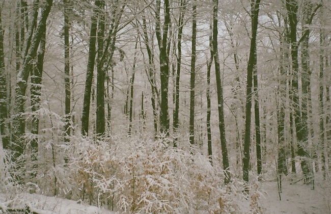 Forest Mountain Escape: Beautiful Mountaintop Escape In Mendon, Vt. 20 Min To Killington/14 To Pico. 4 Bedroom Home - Foto 13