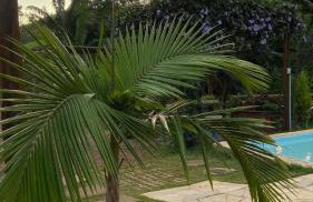 Chácara Recanto da Paz - Photo 25