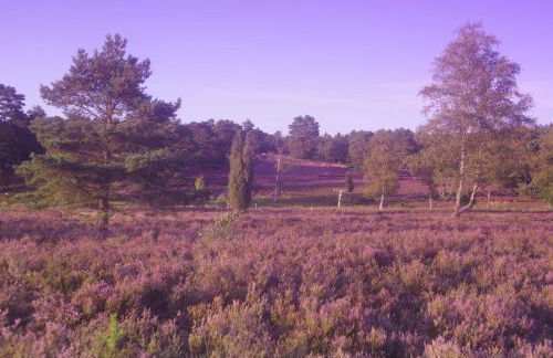 Ferienwohnung Schuur - Buchholz in der Nordheide - Foto 23