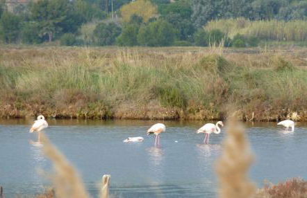 Studio à 50 m de la plage et du sentier littoral - Foto 12