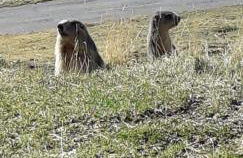 Chalet 6-8 pers St Lary Alt1700m -100mdespistes classé 4 étoiles - Photo 47