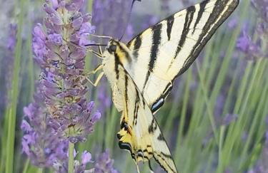 Apartman Brina - Photo 29