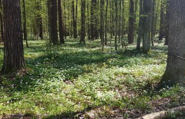 Zdalnie z Lasu - Siedlisko w Puszczy Białowieskiej - Foto 35