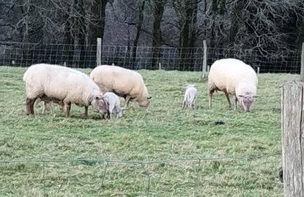 Gîte Lann Er Viline - Foto 56