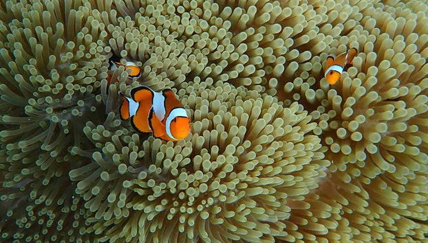 Pesci pagliaccio e anemoni