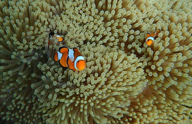Excursão às ilhas Mai Thon, Racha e Coral - Foto 3