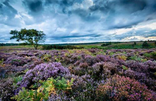 Cosy Forest Cottage Log Fire Ponies Walks - Foto 41