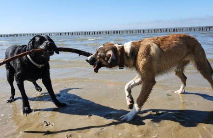Ferienwohnung Hol Di! Zwischen Spo und Westerhever - Foto 33
