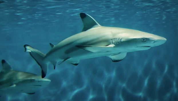 Get to see different species of sharks