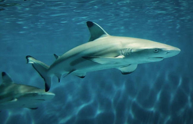 Billet pour l'Aquarium of The Pacific - Photo 4