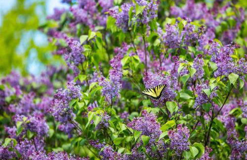 Moon Hill Retreat - Foto 35