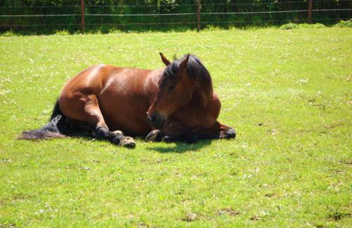 Maison charmante à Trédrez-Locquémeau avec jardin et terrasse - Foto 27